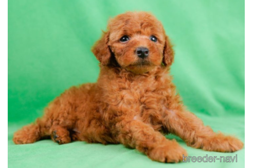 成約済の東京都のトイプードル-225166の3枚目